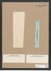 Pleurosigma macrum W.Sm. (de-Toni-Nr.: Genus 13, Species 1090) Zeichnungen Sammlung Grunow Nr. 2119 (NHMW-BOT-W0369152)